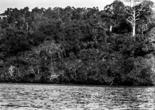 Ufervegetation (Deutsche Indien-Expedition 1926/1929 - 4. Andamanen)