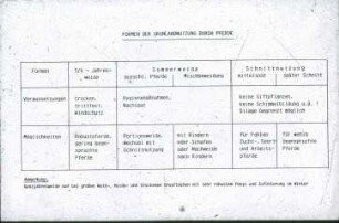Übersicht: Pferdehaltung, Auslauf