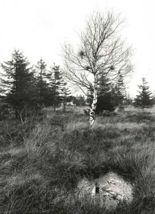 Moosheide bei Marienberg? (Naturschutzgebiet). Verlandendes Moor. Birke mit Hexenbesen