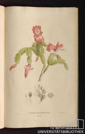 Tab. 57. Cereus truncatus Dec.