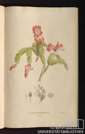 Tab. 57. Cereus truncatus Dec.
