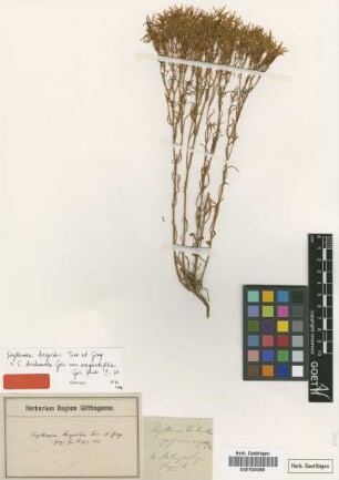 Erythraea trichantha Griseb. var. Griseb. angustifolia[type]
