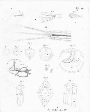 Tafel IV zur Isis 1827, Band XX. Heft IV.