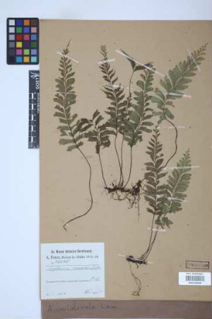 Asplenium unilaterale Lam.