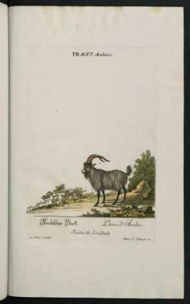 Tragus Arabicus. Arabischer Bock. Bouc d´Arabie. Familia II. Zweyhufig