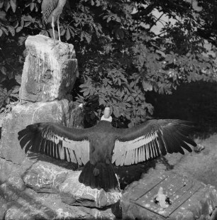 Zootiere. Geier (Spannweite)