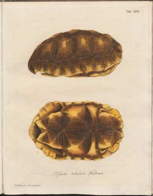 Tab. XII: Testudo tabulata Wallbaum