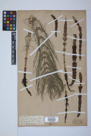 Equisetum telmateia telmateia Ehrh.