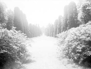 Moritzburg. Allee im Schlosspark mit Blick auf das Fasanenschlösschen