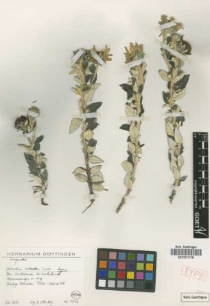Helianthus lodicatus Cuatrec. [isotype]