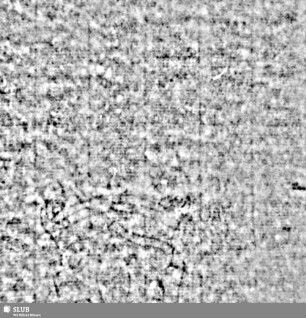 Lilienschild + IESV / LW = S.9/10