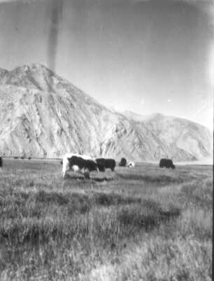 China. Sinkiang (Xinjiang). Kunlun. Tal des Karakasch-darja. Weidende Yaks beim Lager Kengshewar