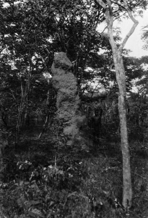 Hoher Termitenhügel : Hoher Termitenhügel im Wald.