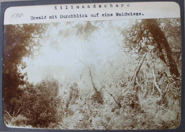 Kilimandscharo: Urwald mit Durchblick auf eine Waldwiese