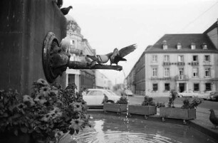 Erfrischung der Tauben am Brunnen des Großherzog-Ludwig-Denkmals.