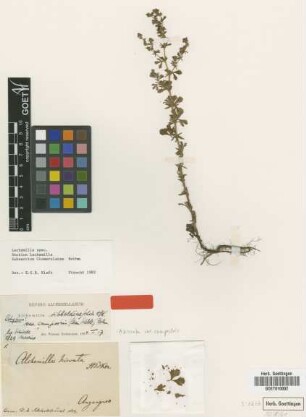 Lachemilla spec. spec.