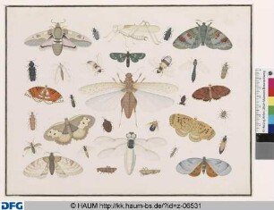 Heuschrecke, Libelle und andere Käfer und Falter