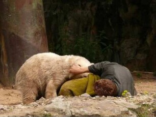 Berliner Zoo, der kleine Eisbär Knut spielt mit einem Pfleger