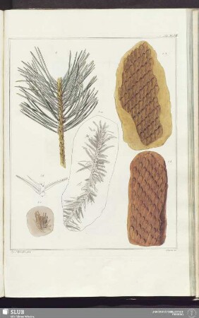 Tab. XLVIII