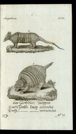 No 20. das Gürtelthier, Dasypus. 1) mit 6 Gürteln. Dasip: sexcinctus. 2) mit 9 [Gürteln] [Dasipus] novemcinctus.