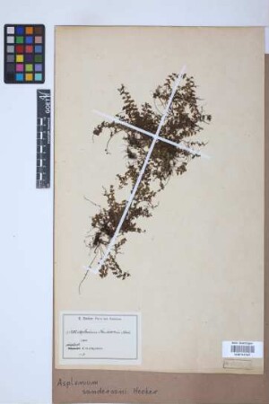 Asplenium sandersonii Hook.
