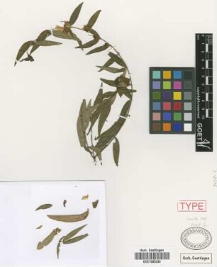 Heimia salicifolia Link var. montana (Griseb.) Koehne[type]