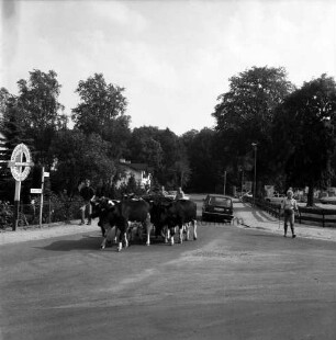Tremsbüttel-Dorf: Landwirtschaft: Hauptstraße: mehrere Personen beim Treiben einer Kuhherde von Koppel zurück zum Hof: hinten Autos