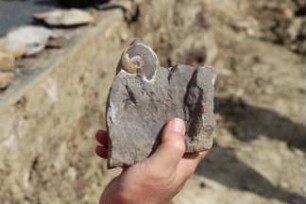 Fossilienfunde an der Baustelle des Erweiterungsbaus des Kreishauses Heidkamp