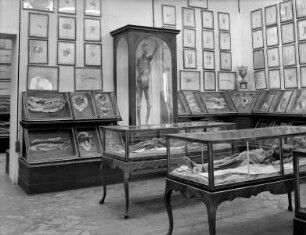 Blick in einen Ausstellungsraum des Zoologischen Museums Florenz