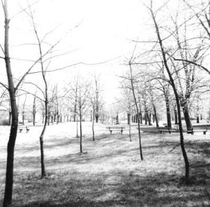 Cottbus-Sandow, Warschauer Straße. Ehem. Ostfriedhof. Parkanlage mit Baumallee. Blick nach Nordost