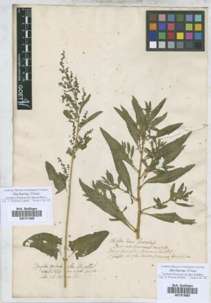 Atriplex