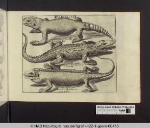 Animalia: Krokodile