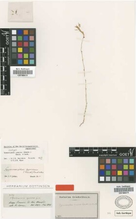 Ptychomeria cymosa Benth. [type]