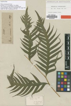 Pteris comans G.Forst. [type]