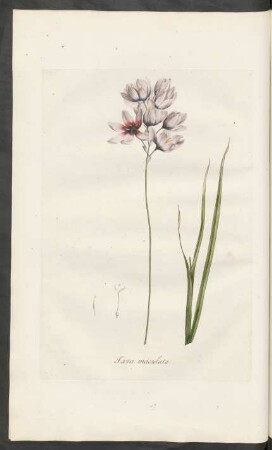 Ixia maculata