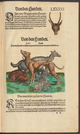 Von den Hunden. Canis. Hund.
