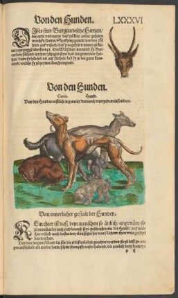 Von den Hunden. Canis. Hund.