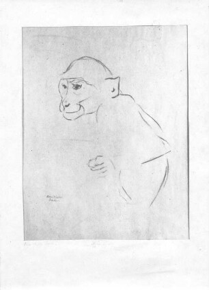 Sitzendes Äffchen (Naturstudie). Kohlezeichnung (wohl nach 1945; E. Richter). Dresden-Striesen, Borsbergstraße, Atelier der Künstlerin