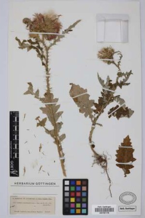 Carduus clavulatus Link