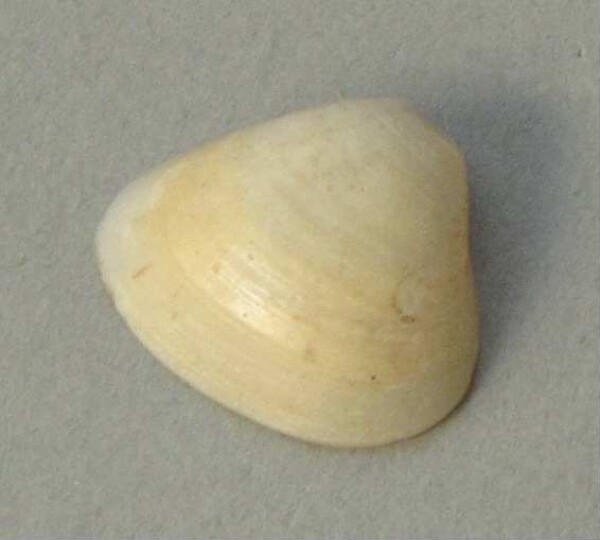 Muschelschale als Anhänger