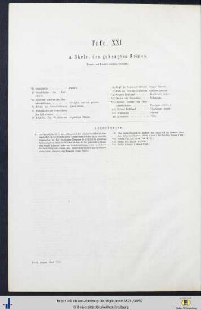 Tafel XXI. A. Skelet des gebeugten Beines.