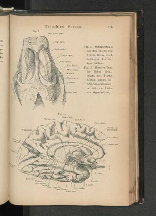 Grosshirn. Fornix.