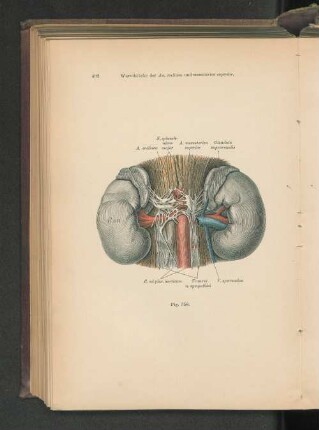 Fig. 358. Wurzelstücke der Aa. coeliaca und mesenterica superior.