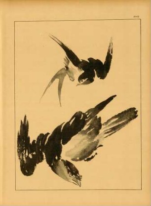 AHD [Études d'Oiseaux]