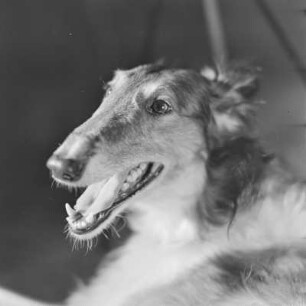 Windhund
