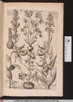 [Frauenschuh und andere Orchideen]