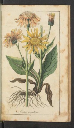 Tafel: Arnica montana