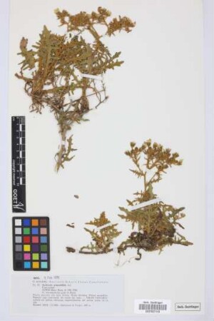Andryala pinnatifida Aiton