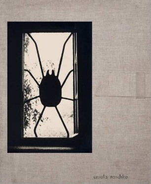 Fotografie einer Fensterspinne im Haus von Ursula Raschke