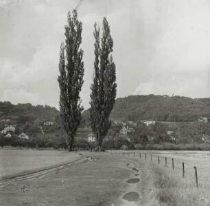 Hosterwitz (Dresden-Hosterwitz). Wiesenweg mit zwei Pappeln. Blick nach Nordost zum Keppgrund